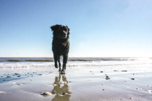 black dog running on the wet sand at beach