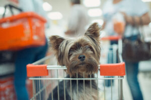 Yorkie dog in seat of shopping cart at a store.